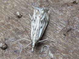 Attēlu rezultāti vaicājumam “Catoptria falsella”