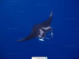 Image result for Mobula birostris