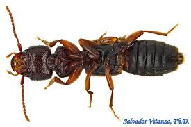 Attēlu rezultāti vaicājumam “Staphylinidae”