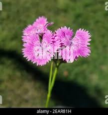 Image result for Steinnelke