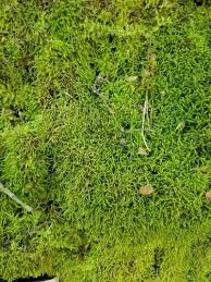 Attēlu rezultāti vaicājumam “Anomodon”