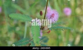 Image result for pohon semalu images
