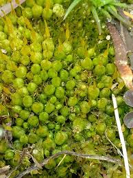 Attēlu rezultāti vaicājumam “Funariales”