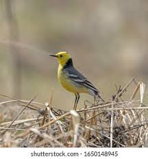 Attēlu rezultāti vaicājumam “Motacilla citreola”