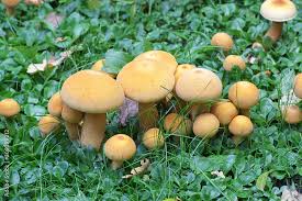 Attēlu rezultāti vaicājumam “Phaeolepiota aurea”