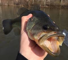 Image result for Micropterus salmoides