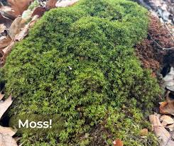 Attēlu rezultāti vaicājumam “Pylaisia polyantha sporophyte”