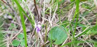Attēlu rezultāti vaicājumam “Viola rupestris bud”