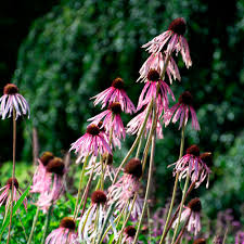 Image result for Echinacea pallida