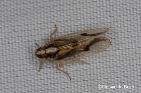 Attēlu rezultāti vaicājumam “Auchenorrhyncha”