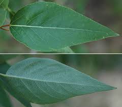 Attēlu rezultāti vaicājumam “Poa remota leaf”