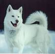 Siberian Husky Information, Husky, Huskies, Sibe, Sibes, Siberian ...