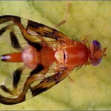 Attēlu rezultāti vaicājumam “Tephritidae”