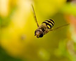 Attēlu rezultāti vaicājumam “Syrphidae”