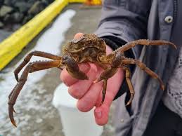 Image result for Hyas araneus