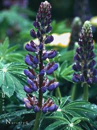 Attēlu rezultāti vaicājumam “Lupinus polyphyllus flower”