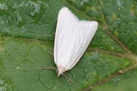 Attēlu rezultāti vaicājumam “Eana argentana”