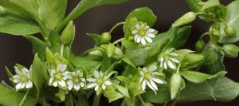 Attēlu rezultāti vaicājumam “Stellaria media bud”