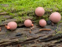 Attēlu rezultāti vaicājumam “Lycogala epidendrum s.str. sessile”