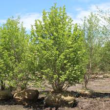 Attēlu rezultāti vaicājumam “Magnolia x loebneri”
