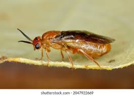 Attēlu rezultāti vaicājumam “Neodiprion sertifer”