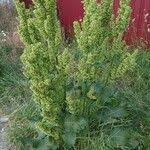 Attēlu rezultāti vaicājumam “Rumex confertus fruit”