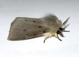 Attēlu rezultāti vaicājumam “Diaphora mendica”