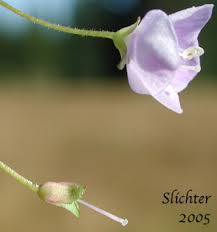 Attēlu rezultāti vaicājumam “Veronica scutellata flower”
