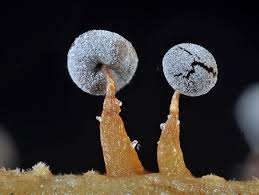 Attēlu rezultāti vaicājumam “Didymium bahiense macro”