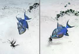 Image result for Balistes vetula