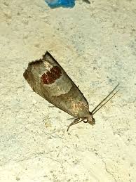 Attēlu rezultāti vaicājumam “Notocelia uddmanniana”