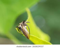 Attēlu rezultāti vaicājumam “Centrotus cornutus”