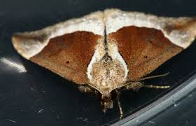 Attēlu rezultāti vaicājumam “Hypena crassalis”