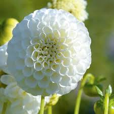 Image result for Dahlia `Snowflake`