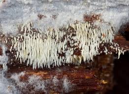 Attēlu rezultāti vaicājumam “Mucronella calva”