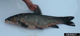 Image result for Mylopharyngodon piceus