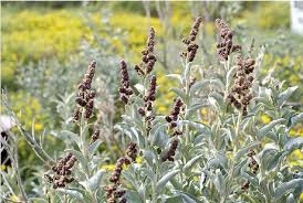 Attēlu rezultāti vaicājumam “Atriplex calotheca flower”