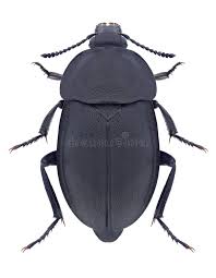 Attēlu rezultāti vaicājumam “Silpha obscura larva”