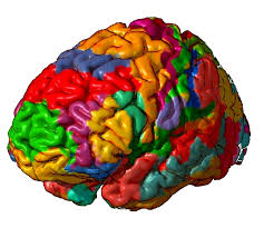 Image result for map of the brain