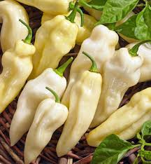 Afbeeldingsresultaat voor white habanero hot pepper