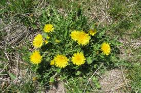 Attēlu rezultāti vaicājumam “Taraxacum officinale aggr.”