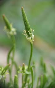 Attēlu rezultāti vaicājumam “Myosurus minimus flower”