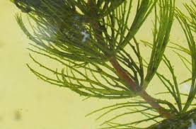 Attēlu rezultāti vaicājumam “Ceratophyllaceae”