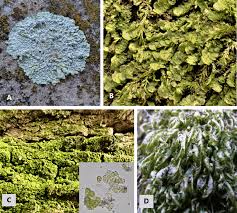 Attēlu rezultāti vaicājumam “Radula complanata sporophyte”