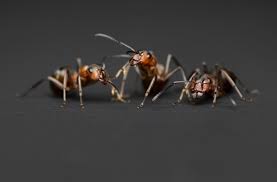 Attēlu rezultāti vaicājumam “Formica rufa imago”