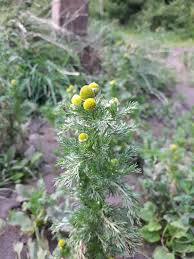 Attēlu rezultāti vaicājumam “Matricaria discoidea flower”