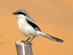 Attēlu rezultāti vaicājumam “Lanius excubitor adult”