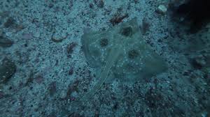 Image result for Dipturus intermedius