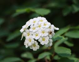Attēlu rezultāti vaicājumam “Spiraea chamaedryfolia flower”
