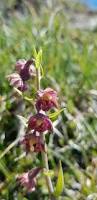 Attēlu rezultāti vaicājumam “Epipactis atrorubens fruit”